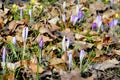 Crocus safran Royalty Free Stock Photo